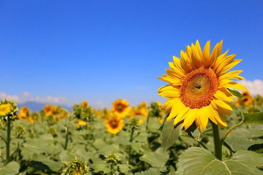 sunflowers and sky