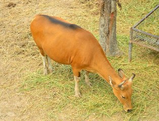 Red cow is eating grass.