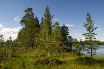 Fototapeta na wymiar forest by the lake 