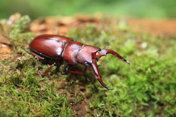 Yaeyama red stag beetle (Prosopocoilus pseudodissimilis) in Ishigaki island, Japan

