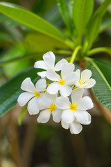 Obraz na płótnie Canvas plumeria flowers, plumeria plant in Thailand.
