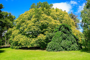 Majestic tree in Christchurch Botanic Garden, New Zealand