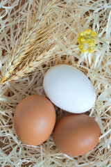 Two yellow eggs and one white egg, wheat 