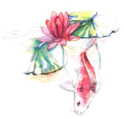 Hand-drawn watercolor illustration of the Koi carp fish in the water with lotus pink flower and leaves. Japanese style drawing on the white background