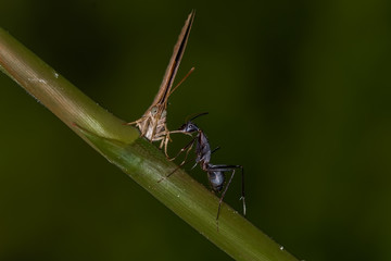 Butterfly and an Ant : Common Acacia blue
Butterfly with an Ant