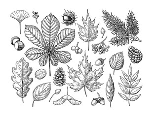 Autumn vector set with leaves, berries, fir cones, nuts, mushroo