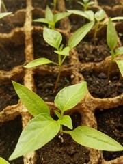 Green sprouts in square boxes. Symbol of new life. Spring background.
