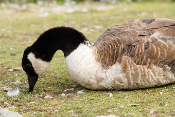 Gęś © Aruru