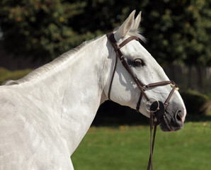 Portrait of a grey dressage horse during training