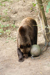 Niedźwiedź © Aruru