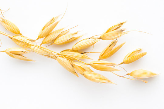 Twig of oats on a white background. Top view