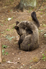 Niedźwiadek © Aruru