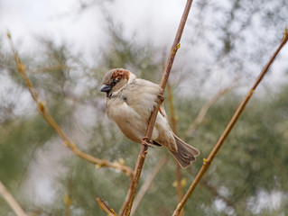 close up of sparrow sitting on branch