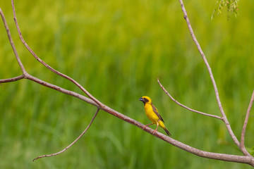 Asian Golden Weaver in nature background