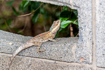 Caméléon
Caméléon de la Réunion