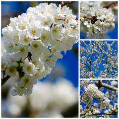 Collage di fiori