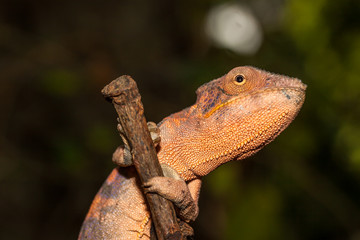 Caméléon Panthère
Caméléon Panthère femelle de la Réunion