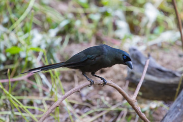 Racket-tailed Treepie.(Crypsirina temia)
