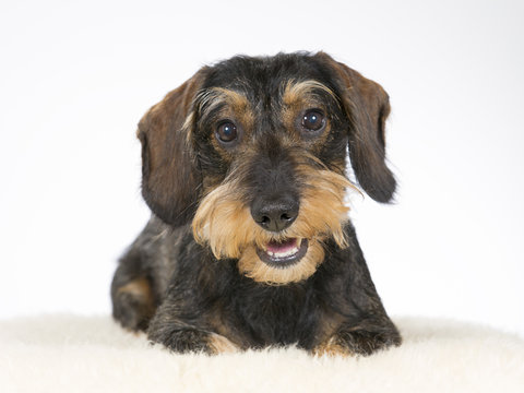 Wiener dog portrait. Dog is also known as the dachshund. Image taken in a studio.