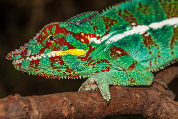 Caméléon Panthère
Caméléon Panthère mâle de la Réunion