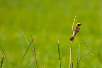 Asian Golden Weaver in nature background