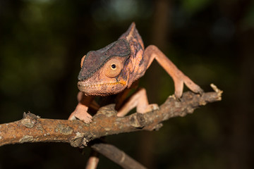 Caméléon Panthère
Caméléon Panthère femelle de la Réunion