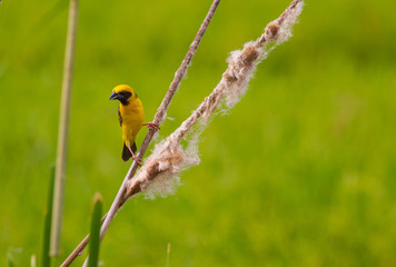 Asian Golden Weaver in nature background