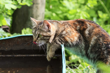 motley the cat drinks water from an old trough
