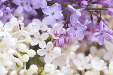 Fototapeta na wymiar a lot of white and purple flowers of the lilac Bush