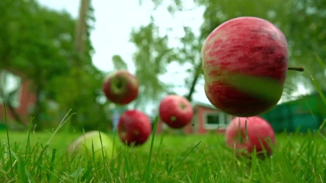Red and green apples falling on the grass. Super slow motion shot