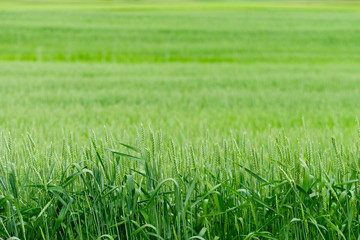 Obraz premium Young Wheat