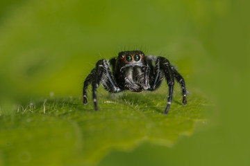 Jumping Spider from India