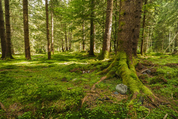 a pine forest with trees full of muscles