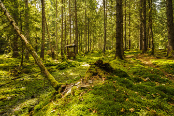 a pine forest with trees full of muscles