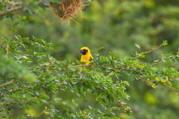 Asian Golden Weaver in nature background