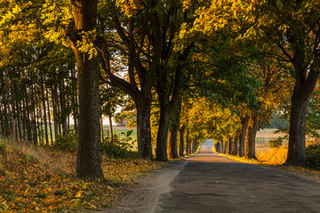 Naklejka premium Beautiful romantic autumn alley colorful trees and sunlight
