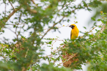Asian Golden Weaver in nature background