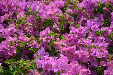 Purple bougainvillea on evening , Blackground flower