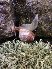 Snail, Whitby. 3rd September 2016.