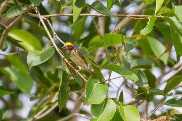 Streaked Weaver (Ploceus manyar)