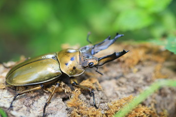 Golden stag beetle (Allotopus moellenkampi babai) in Myanmar
