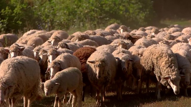 Sheep herd walking in slow-mo. Domestic animals on grassland. Follow where ordered. Obeying the word of humans.