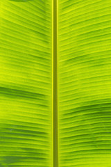 banana leaf texture