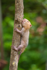 Lesser Bamboo Rat in nature