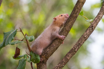 Lesser Bamboo Rat in nature