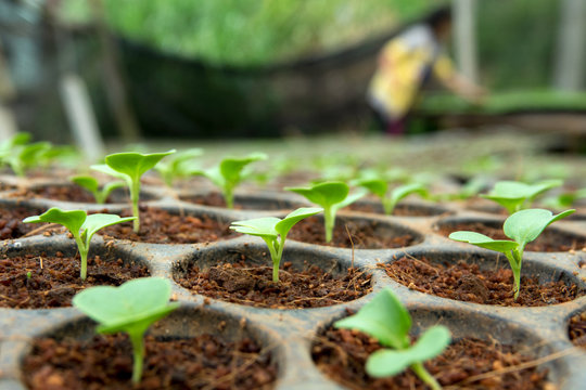 Closeup of small  saplings in pots.
