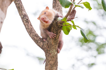 Lesser Bamboo Rat in nature