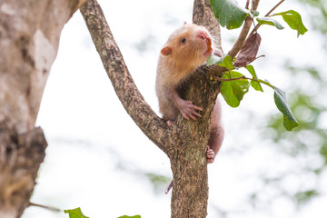 Lesser Bamboo Rat in nature