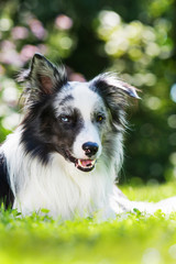 Border Collie im Garten