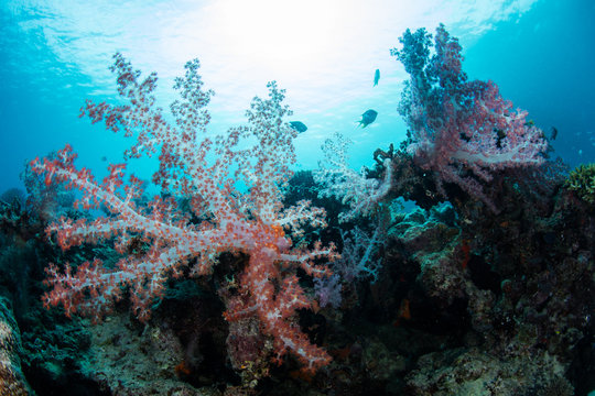 Soft Corals and Sunlight in South Pacific